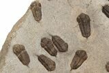 Trilobite (Sokhretia?) Mortality Plate - Erfoud, Morocco #189919-5